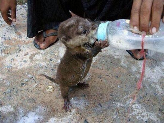 Re: Otter baby love