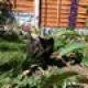 tybalt