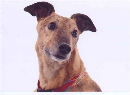 Re: DIY Favours Flash