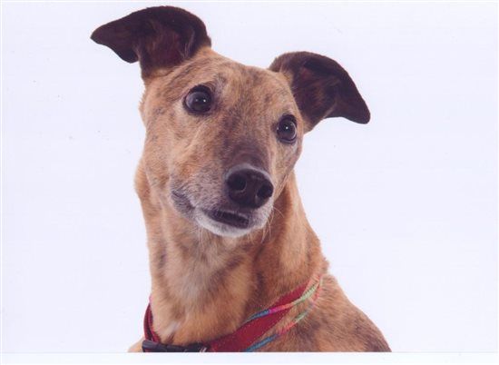 Re: DIY Favours Flash