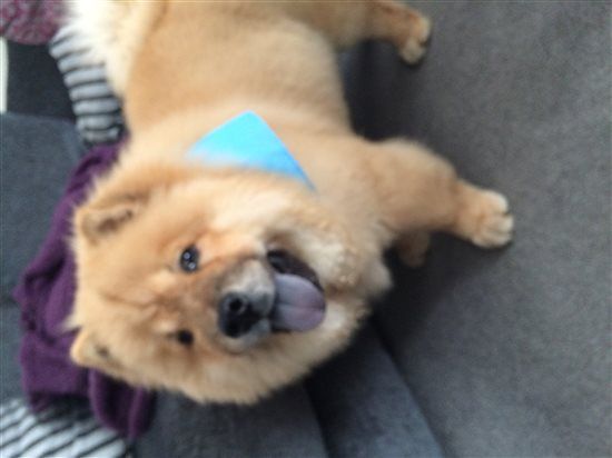 Re: More puppy advice please