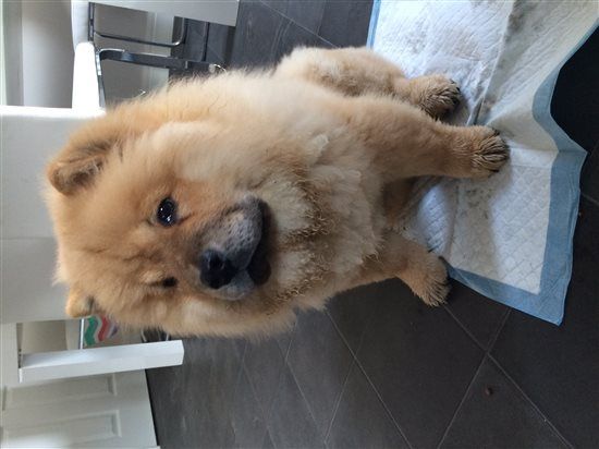 Re: More puppy advice please