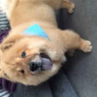 Re: More puppy advice please