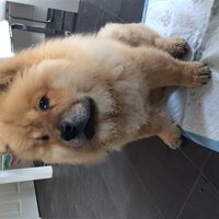 Re: More puppy advice please