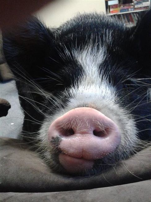 Re: Show me your pets