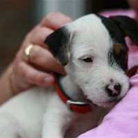 I introduce Oscar... a little bundle of energy 