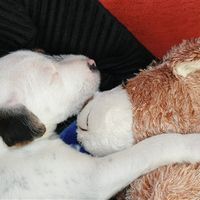 Re: I introduce Oscar... a little bundle of energy