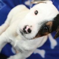 Re: I introduce Oscar... a little bundle of energy