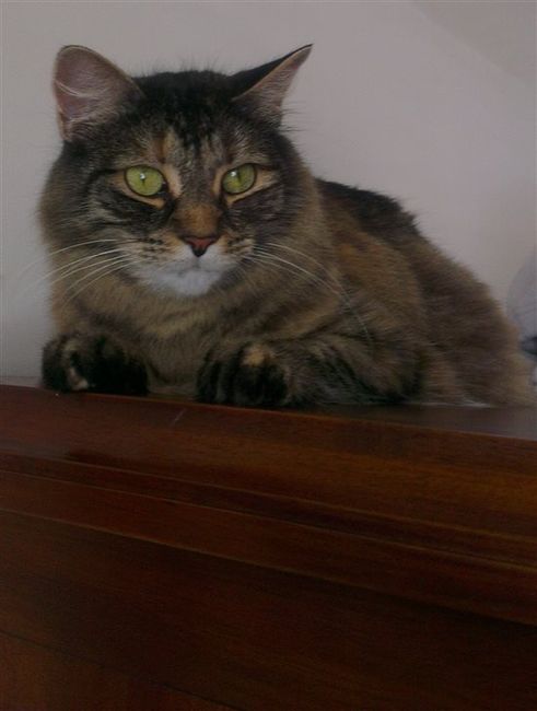 Re: Pets *flash*
