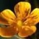 MrsButtercup