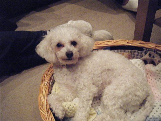 Re: Pets - Lets see what us Hitchers have as companions