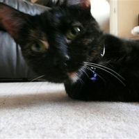 Re: Pics of Hitchers' Pets...