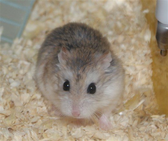 Re: Pets - Lets see what us Hitchers have as companions