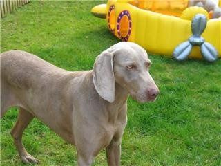 Re: Pets - Lets see what us Hitchers have as companions