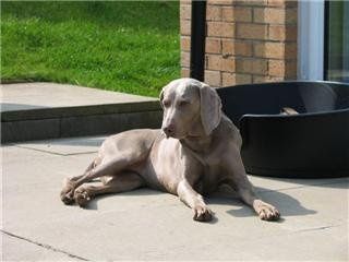 Re: Pets - Lets see what us Hitchers have as companions