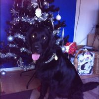 Re: Otters Pet picture flash!