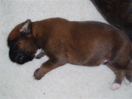 BIG Flash Of My Puppies ;)