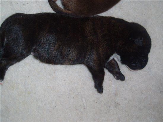 BIG Flash Of My Puppies ;)