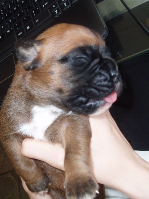 BIG Flash Of My Puppies ;)