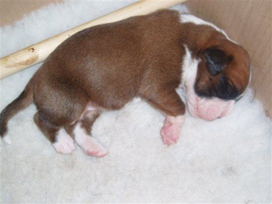 BIG Flash Of My Puppies ;)