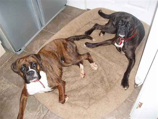 Re: Pets - Lets see what us Hitchers have as companions