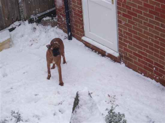 Re: Pets - Lets see what us Hitchers have as companions