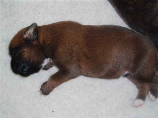 BIG Flash Of My Puppies ;)