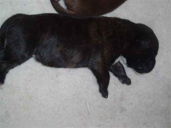 BIG Flash Of My Puppies ;)