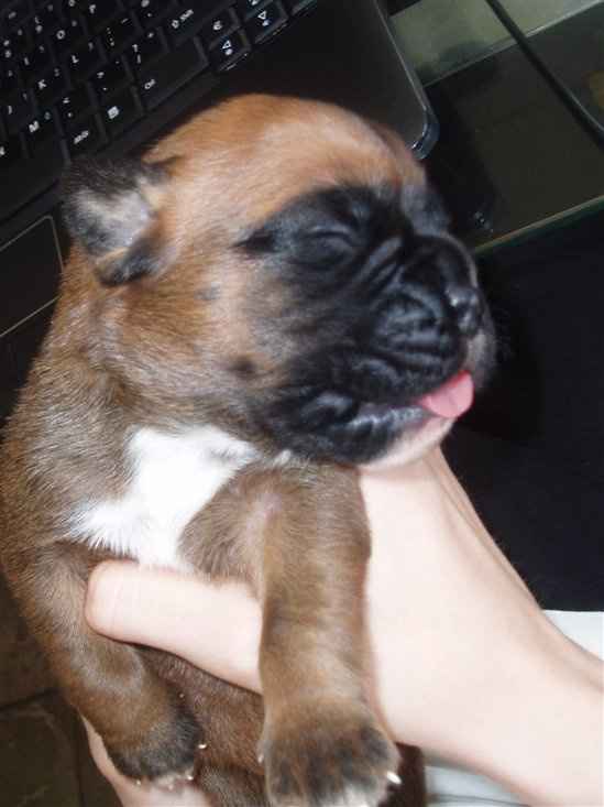 BIG Flash Of My Puppies ;)