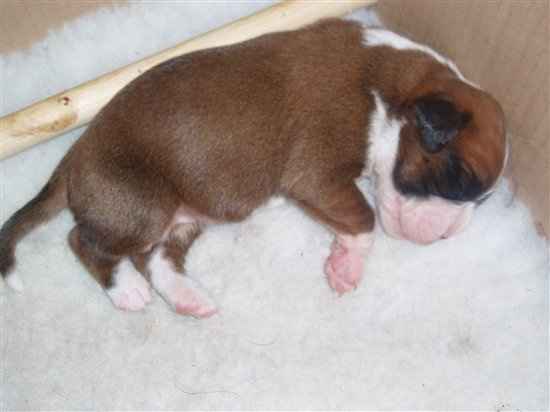 BIG Flash Of My Puppies ;)