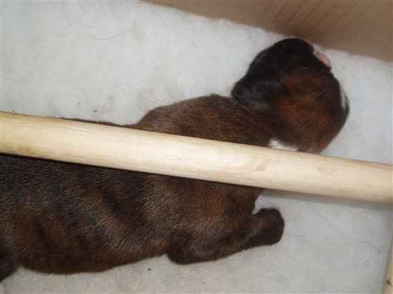 BIG Flash Of My Puppies ;)