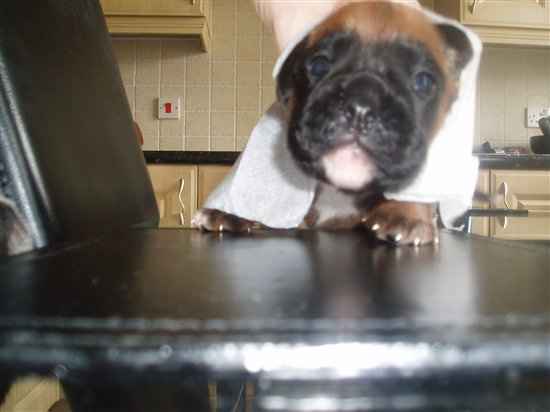 Re: Cricket Bride's Wedding Wednesday Challenge