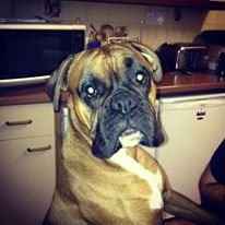 Re: Shameless Pet Flash