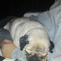 Re: Dogs and chocolate - help