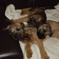 Re: REDog advice needed