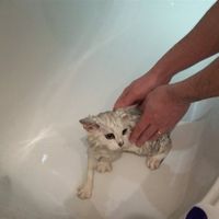 Re: Has anyone tried to bathe a cat?
