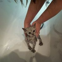 Re: Has anyone tried to bathe a cat?