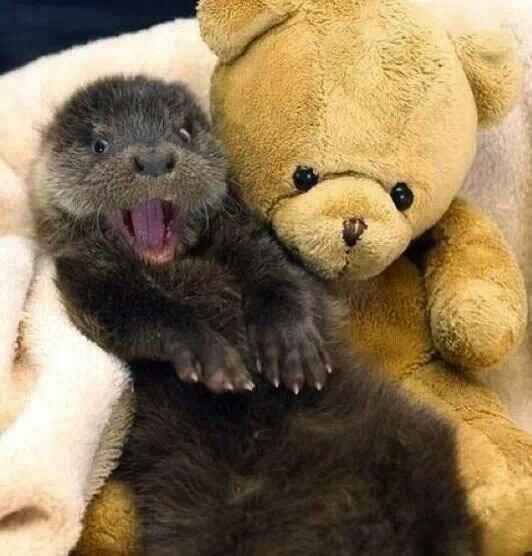 Otter Cwtch 