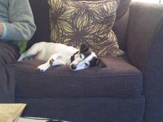 Re: First few weeks with my new toy = lots of dog pictures. Sorry!