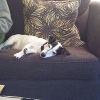 Re: First few weeks with my new toy = lots of dog pictures. Sorry!