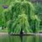 willow