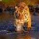Tiger Style