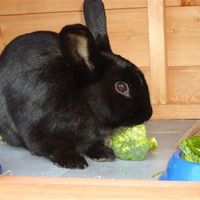 Re: Pets - Lets see what us Hitchers have as companions