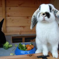 Re: Pets - Lets see what us Hitchers have as companions