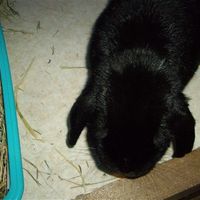 Re: Pets - Lets see what us Hitchers have as companions