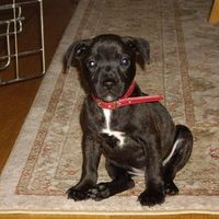 Re: Pets - Lets see what us Hitchers have as companions