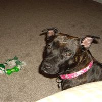 Re: Pets - Lets see what us Hitchers have as companions