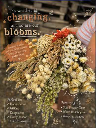 Dried Flower Wedding Bouquet with Star Flower Glixia