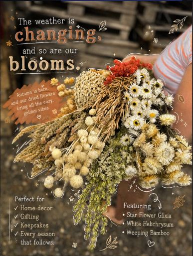 Dried Flower Wedding Bouquet with Star Flower Glixia