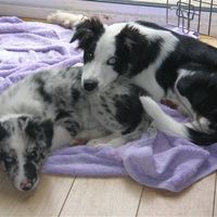 I've got another puppy (with pics)